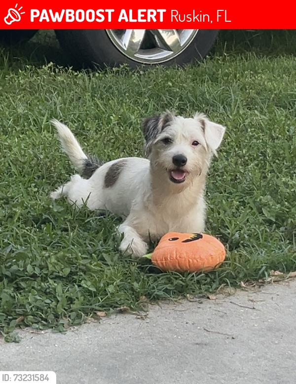 Lost Male Dog last seen Neptune dr and gulf city rd, Ruskin, FL 33570