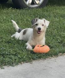 Lost Male Dog last seen Neptune dr and gulf city rd, Ruskin, FL 33570