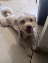Lost Male Dog last seen Nw 106th St, Miami, FL 33147