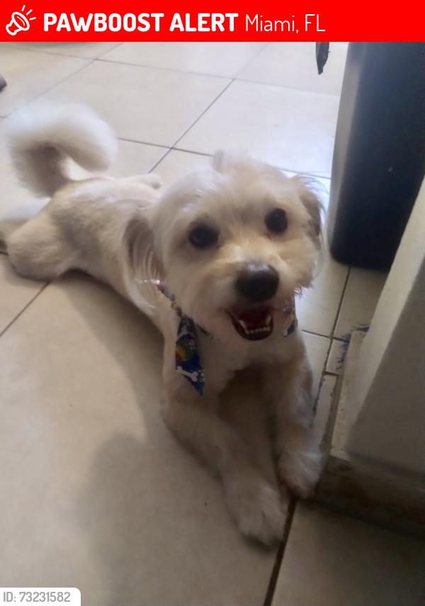 Lost Male Dog last seen Nw 106th St, Miami, FL 33147