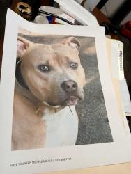 Reunited Male Dog last seen Clayton, Clayton, NC 27520