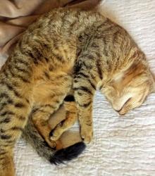 Lost Male Cat last seen Ouseley close Addington way Luton, Leagrave, England LU4 9GD
