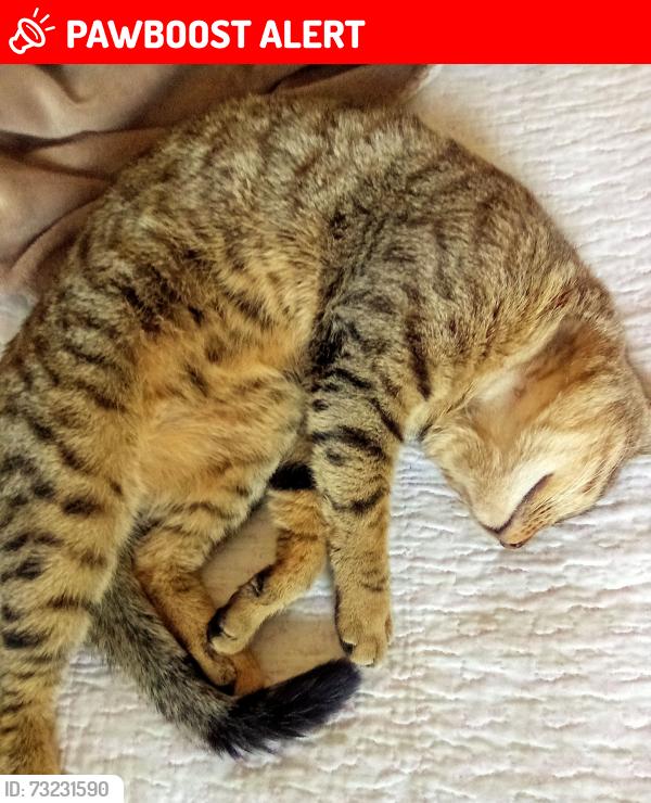 Lost Male Cat last seen Ouseley close Addington way Luton, Leagrave, England LU4 9GD