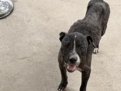 Found/Stray Male Dog last seen Smythe and Breyer, San Diego, CA 92173