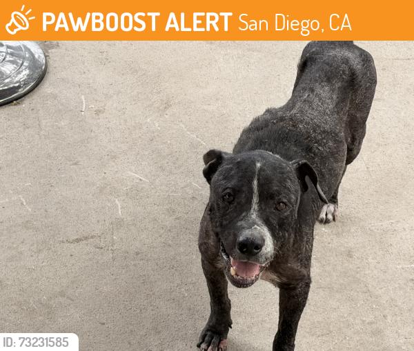 Found/Stray Male Dog last seen Smythe and Breyer, San Diego, CA 92173