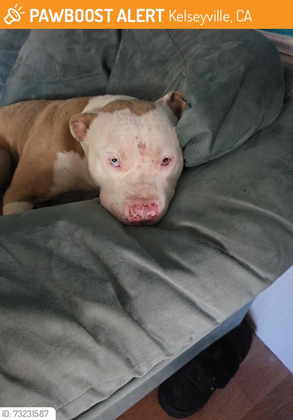 Found/Stray Male Dog last seen Kelseyville, Kelseyville, CA 95451