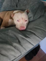 Found/Stray Male Dog last seen Kelseyville, Kelseyville, CA 95451