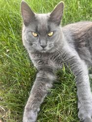 Lost Male Cat last seen Columbia park, Lethbridge, AB T1K 4V6