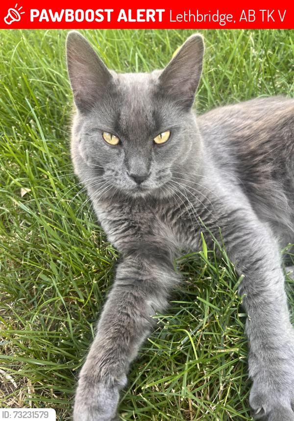 Lost Male Cat last seen Columbia park, Lethbridge, AB T1K 4V6