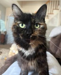 Lost Female Cat last seen Claire Lane and Brewer Dr, Northglenn, CO 80234