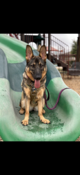 Reunited Female Dog last seen Wildhorse at tausch farms, San Antonio, TX 78254