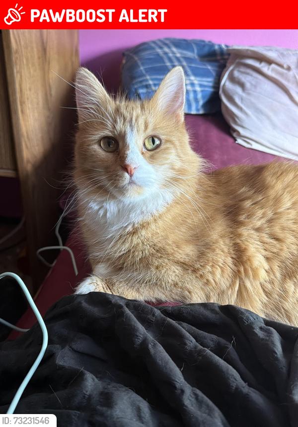 Lost Female Cat last seen bentler drive, Blacklick Estates, OH 43232