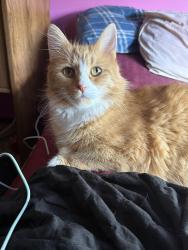 Lost Female Cat last seen bentler drive, Blacklick Estates, OH 43232