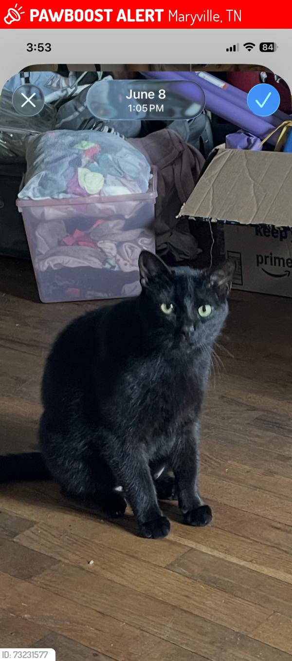 Lost Male Cat last seen 7th & Monroe ave, Maryville, TN 37804
