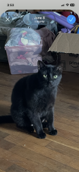 Lost Male Cat last seen 7th & Monroe ave, Maryville, TN 37804