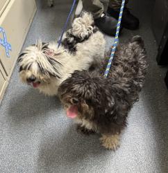 Reunited Female Dog last seen Nelson St Clifton/ 2 blocks from Albion Park, Clifton, NJ 07013