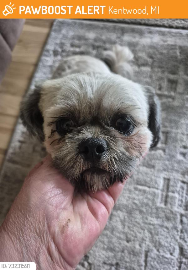 Found/Stray Male Dog last seen Eastern and 52nd st Kentwood, Kentwood, MI 49548