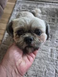 Found/Stray Male Dog last seen Eastern and 52nd st Kentwood, Kentwood, MI 49548