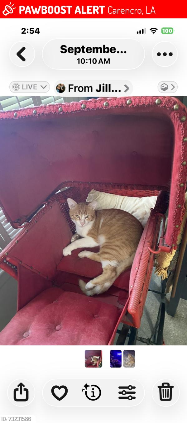 Lost Male Cat last seen Magellan/Hwy 1252, Carencro, LA 70520