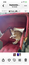 Lost Male Cat last seen Magellan/Hwy 1252, Carencro, LA 70520