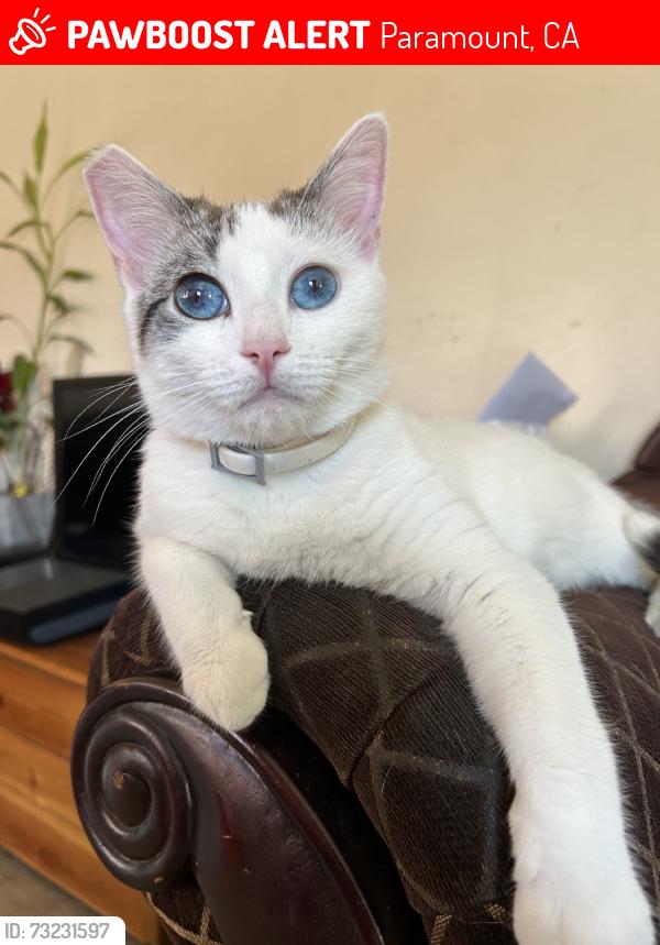 Lost Female Cat last seen Rosecrans & Orange, Paramount, CA 90805