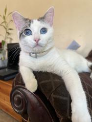 Lost Female Cat last seen Rosecrans & Orange, Paramount, CA 90805