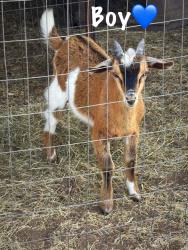 Lost Male Other last seen Near E, Johnson County, TX 76058