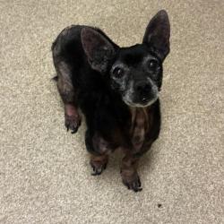 Shelter Stray Male Dog last seen , 54687 Co Rd 19, Bristol, IN 46507, USA