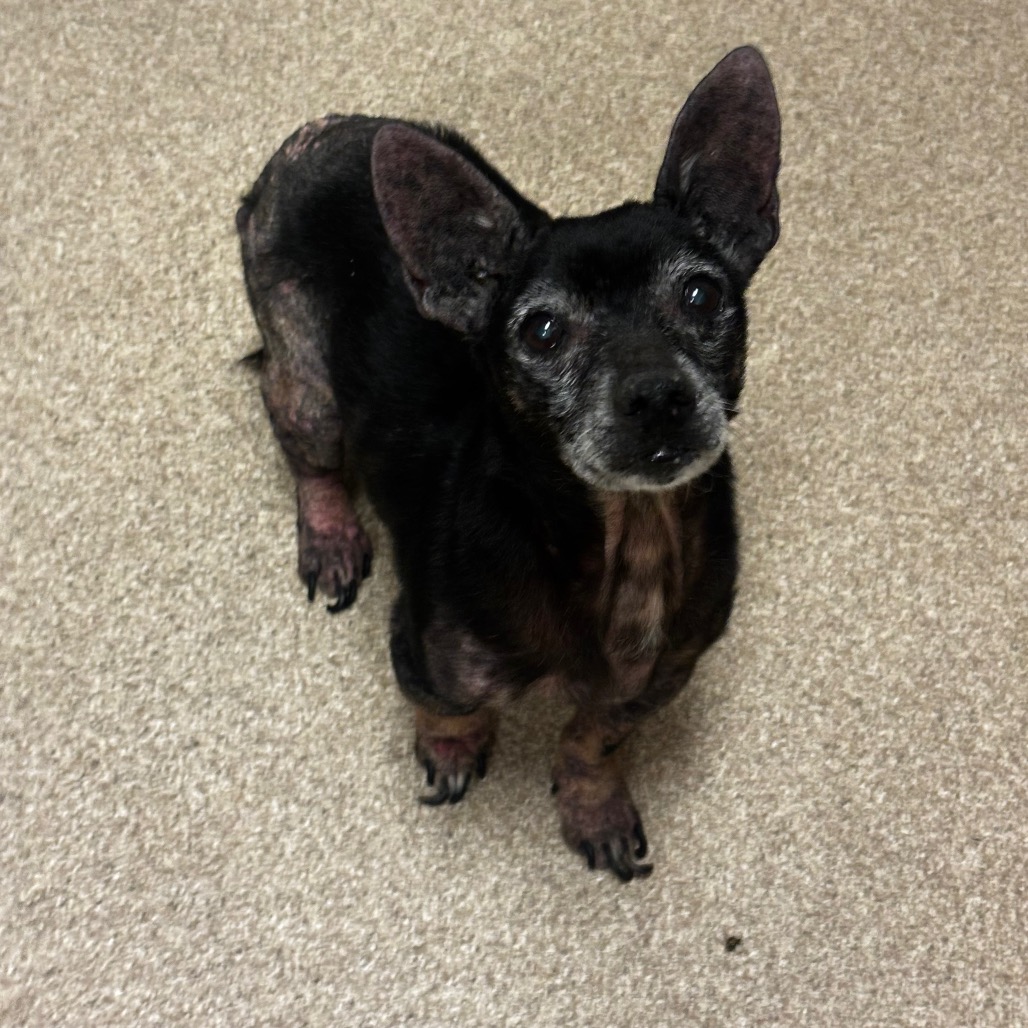 Shelter Stray Male Dog last seen , 54687 Co Rd 19, Bristol, IN 46507, USA