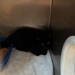 Shelter Stray Unknown Cat last seen , 54687 Co Rd 19, Bristol, IN 46507, USA