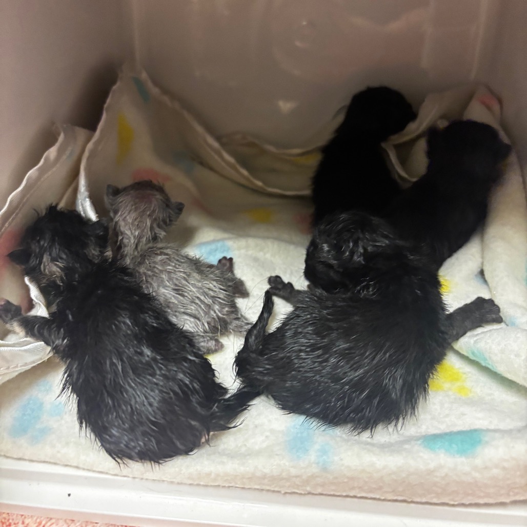 Shelter Stray Female Cat last seen , 54687 Co Rd 19, Bristol, IN 46507, USA