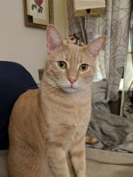 Lost Male Cat last seen Near N Darwood Ave 91773, San Dimas, CA 91773