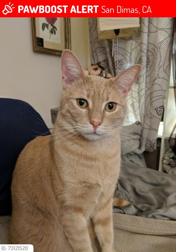 Lost Male Cat last seen Near N Darwood Ave 91773, San Dimas, CA 91773