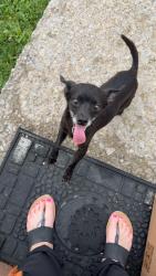 Reunited Male Dog last seen Appian way, Lexington, KY 40517