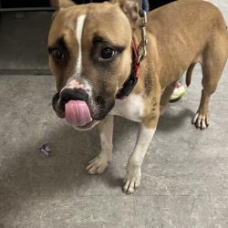 Shelter Stray Male Dog last seen , Animal Care & Control Team of Philly, 111 W Hunting Park Ave, Philadelphia, PA 19140, USA