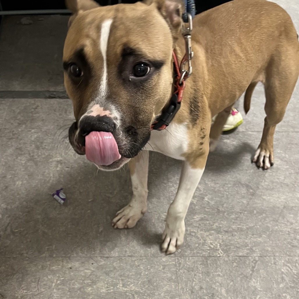 Shelter Stray Male Dog last seen , Animal Care & Control Team of Philly, 111 W Hunting Park Ave, Philadelphia, PA 19140, USA