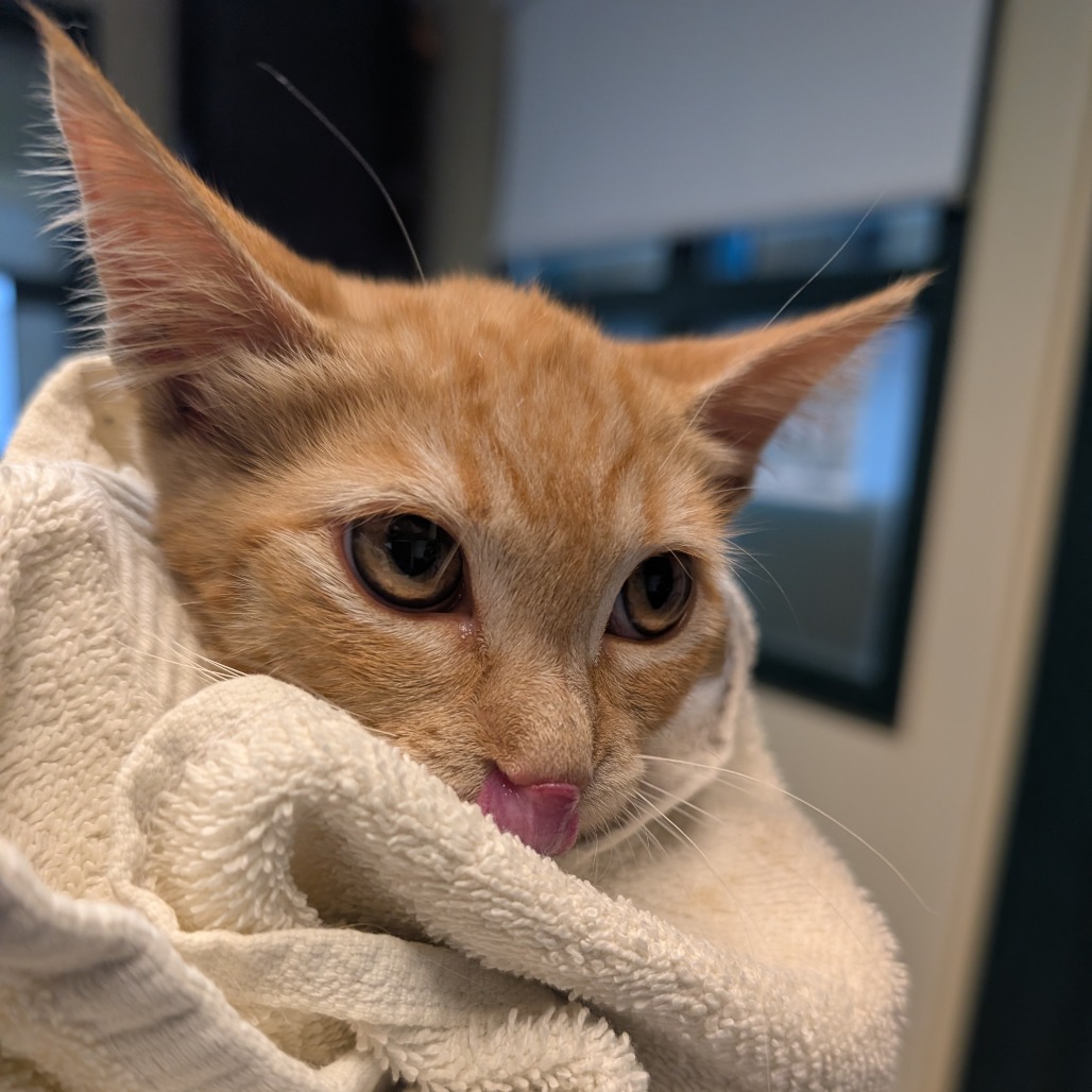 Shelter Stray Female Cat last seen , 361 S Raymond Ave, Pasadena, CA 91105, USA