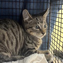Shelter Stray Male Cat last seen , 361 S Raymond Ave, Pasadena, CA 91105, USA