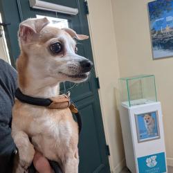 Shelter Stray Male Dog last seen , 361 S Raymond Ave, Pasadena, CA 91105, USA