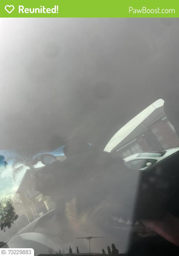 Reunited Female Dog last seen pound rd, Hampton Park, VIC 3976