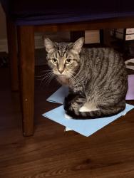 Reunited Male Cat last seen Martins Grove between dead river rd and woodlea rd, Tavares, FL 32778