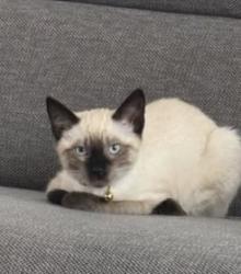 Lost Female Cat last seen Apperson and valmont, Los Angeles, CA 91042