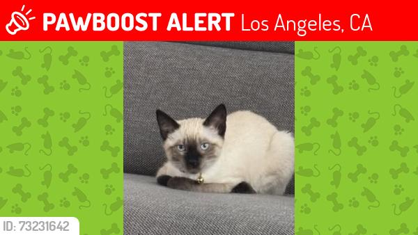Lost Female Cat last seen Apperson and valmont, Los Angeles, CA 91042