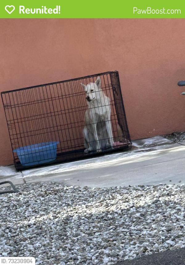 Reunited Male Dog last seen Tahquitz and Oakland, Hemet, Hemet, CA 92543