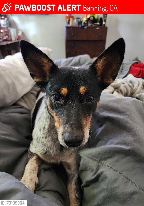 Lost Female Dog last seen 8th St and Nicolet, Banning, CA 92220