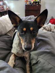 Lost Female Dog last seen 8th St and Nicolet, Banning, CA 92220