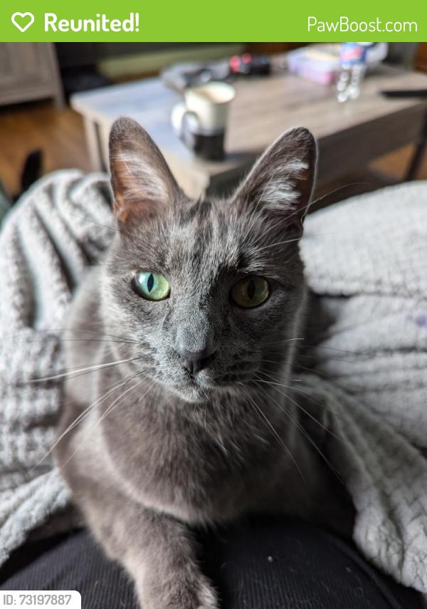 Reunited Male Cat last seen Between 15th & 16th Cedar Street, Everett, WA 98201
