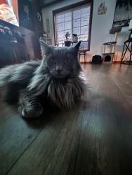 Lost Female Cat last seen 2nd & east lake street, Salem Lakes, WI 53170