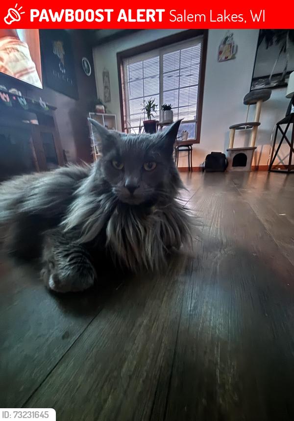 Lost Female Cat last seen 2nd & east lake street, Salem Lakes, WI 53170