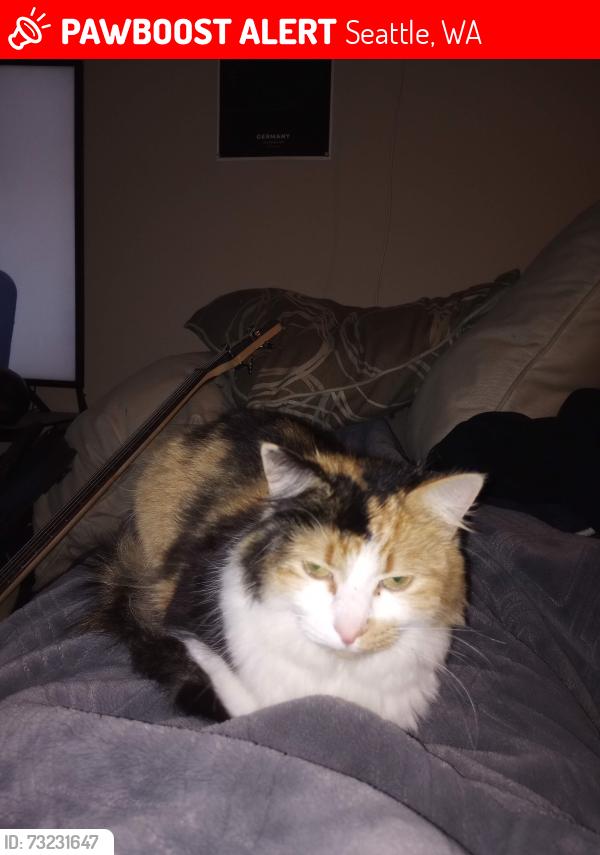 Lost Female Cat last seen S 120th St and Military Road South, Seattle, WA 98168
